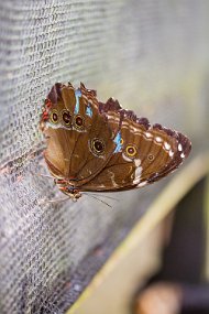 Rain Forest-575