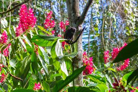 Rain Forest-607