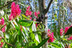 Rain Forest-611