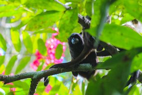 Rain Forest-619