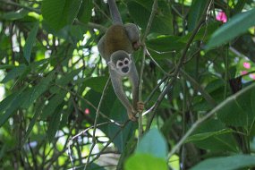 Rain Forest-645