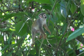 Rain Forest-647