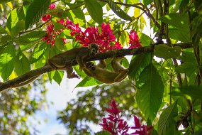 Rain Forest-709