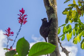 Rain Forest-713