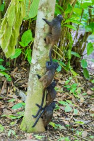 Rain Forest-761