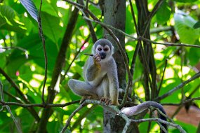 Rain Forest-773