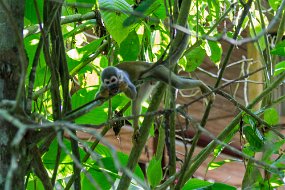 Rain Forest-803