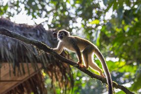 Rain Forest-823