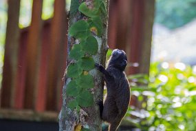 Rain Forest-839