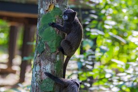 Rain Forest-845