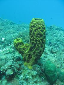 Jamaica_045