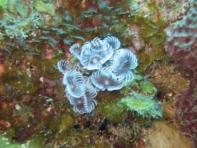 Jamaica_054
