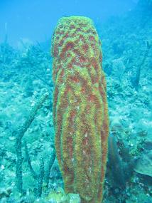 Jamaica_057