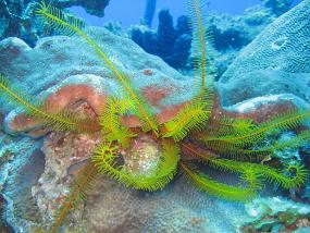 Jamaica_080