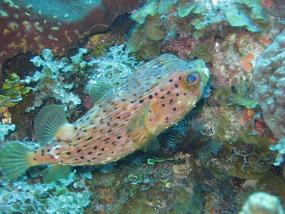 Jamaica_086