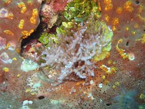 Jamaica_088
