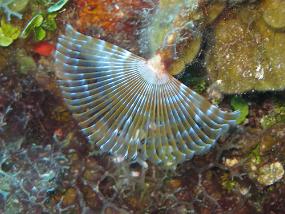 Jamaica_095