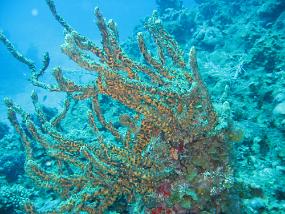 Jamaica_135