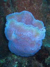 Jamaica_136