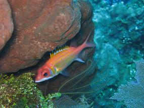Jamaica_139