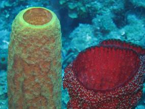 Jamaica_140