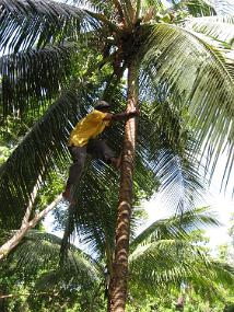 Jamaica_181