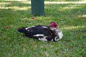 IMG_4910