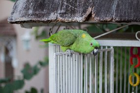 Jamaica 2015-3