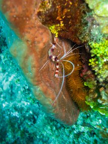 Jamaica 2015-38