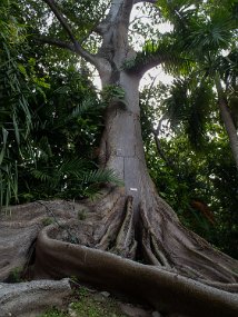 Jamaica 2015-45