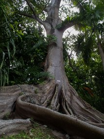 Jamaica 2015-46