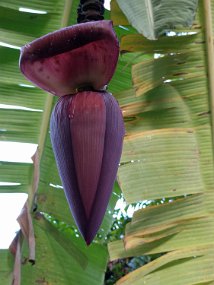 Jamaica 2015-48