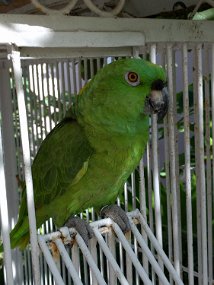 Jamaica 2015-59