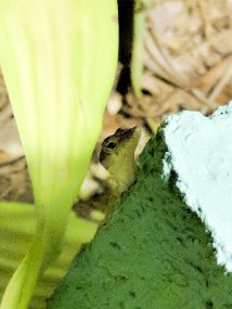 Jamaica 2018 (39 of 128) Maker:S,Date:2017-11-4,Ver:6,Lens:Kan03,Act:Lar02,E-Y