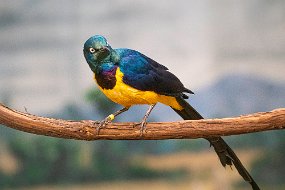 _A634655