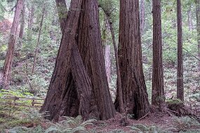 San Francisco-485