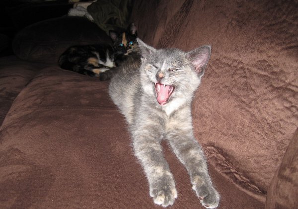 Cats