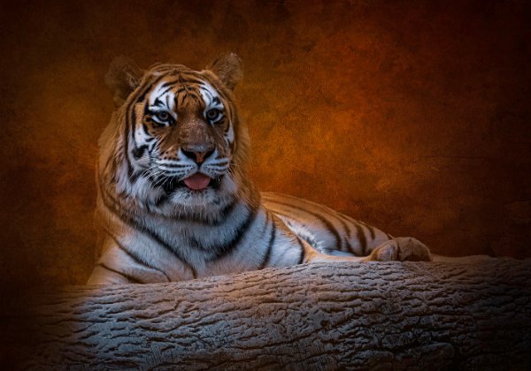 Milwaukee Zoo 2020