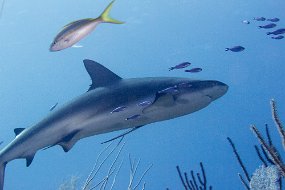 Bahamas 2014-105