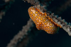 Bahamas 2014-116