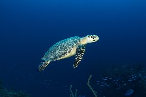 Bahamas 2014-134