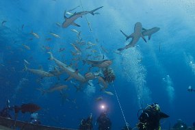 Bahamas 2014-145