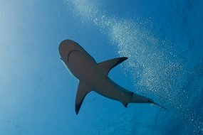 Bahamas 2014-157