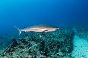Bahamas 2014-164