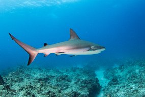 Bahamas 2014-167