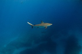Bahamas 2014-169