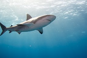 Bahamas 2014-170