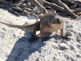 Bahamas 2014-211