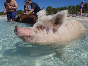 Bahamas 2014-233