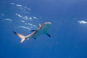 Bahamas 2014-40